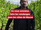On vous emmène faire les vendanges dans les côtes de Meuse