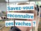 Savez-vous reconnaître ces différentes races de vache ?