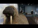 Après six ans de fermeture, le Musée zoologique ouvre ses portes le 19 septembre