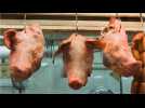 Têtes de cochon devant des mosquées : enquête sur un acte de provocation