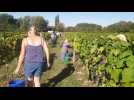Des vendanges made in Thiérache dans les vignes bio de la famille Lamendin à La Flamengrie