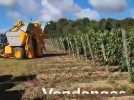 Ailly-sur-Somme : premières vendanges mécaniques pour un viticulteur