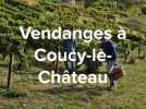 Vendanges à Coucy-le-Château