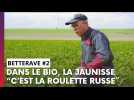 Ce planteur de betteraves bio de la Marne ne peut rien contre la jaunisse