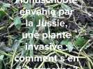 Hondschoote envahie par la Jussie, une plante invasive : comment s'en débarrasser ?