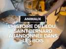 Animaux : L'histoire de Lilou, saint-bernard abandonnée dans les bois