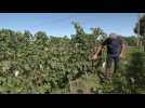ETUDE / Les riverains des vignes, plus imprégnés que les autres par les pesticides