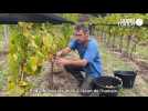 VIDÉO. Vendanges historiques à Belle-Ile-en-Mer : « C'est une année extraordinaire »