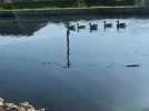 Inauguration des berges du canal de Guînes