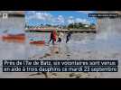A Batz, un groupe de volontaire a tout fait pour sauver trois dauphins de l'asphyxie