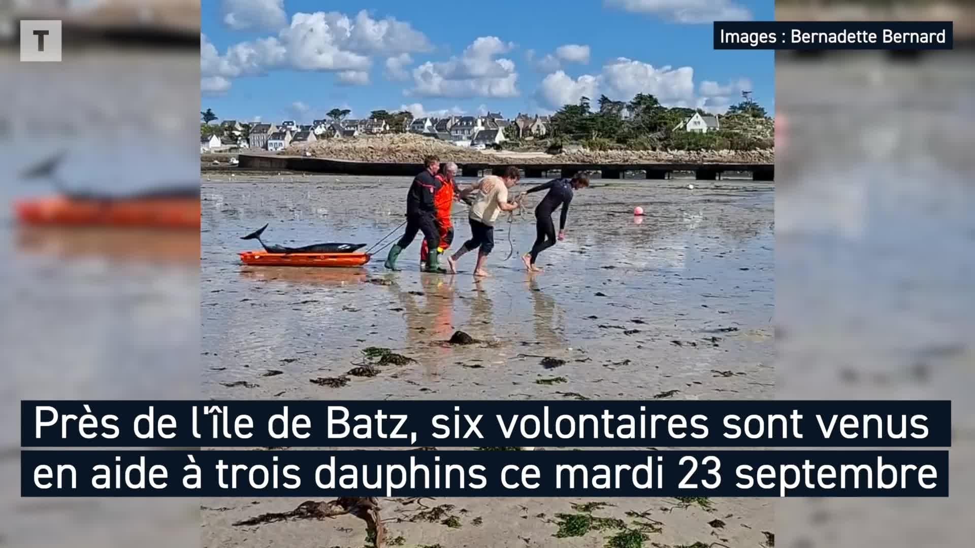 Des habitants de l'île de Batz volent au secours de trois dauphins « piégés par la marée » au port