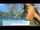 Pour élaborer ses calissons cette entreprise aixoise récolte ses amandes de manière artisanale à Ventabren