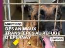 Sept animaux de la Fondation 30 millions d'amis transférés au refuge d'Épernay