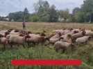 Une transhumance le samedi 27 septembre à Trosly-Breuil
