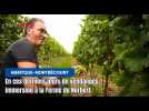 Immersion dans les dernières vendanges 2025 de la Ferme du Nortbert