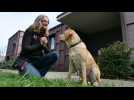 Comment les chiens guides formés à Cernay rendent à leur maître leur mobilité