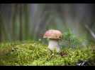 VIDÉO. Voici dix commandements pour dénicher les meilleurs coins à champignons