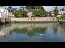 À Auray, la nouvelle opération pour sauver le dernier dauphin bloqué dans le port de Saint-Goustan n'a pas réussi
