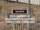 Des animaux sauvages (encore) dans des cirques