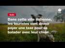 VIDEO. Dans cette ville italienne, les touristes vont devoir payer une taxe pour se balader avec leur chien