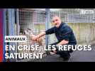 Près de 38 000 animaux refusés par la SPA, faute de places... Les refuges lancent un SOS !