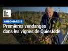Premières vendanges à Quiestède