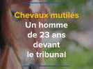 Procès des chevaux mutilés : une cinquantaine de personnes devant le palais de justice