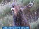 Le brame du cerf a démarré dans les Pyrénées catalanes