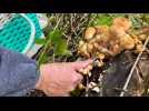 Série de disparitions de cueilleurs de champignons dans les Pyrénées : des secours mobilisés