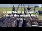 VIDÉO. Le morta, bois séculaire extrait du marais de la Brière