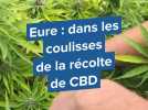 Eure : dans les coulisses de la récolte de CBD