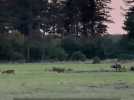 Nature - Où écouter le brame du cerf dans le Loiret ?