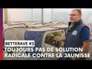 5 ans de recherche et pas de solution radicale contre la jaunisse de la betterave