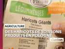 Près de Laon, Les agriculteurs découvrent ce qu'ils estiment être de faux haricots de Soissons