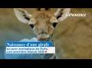 Naissance d'une girafe au parc zoologique de Paris, une première depuis 2019