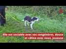 Adoptez-les ! - Ces chiens et chats attendent au refuge de Nargis : découvrez les portraits de Daisy, Benny, Arielle, Griffe, Coocky et Lily