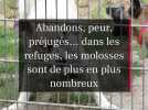 Abandons, peur, préjugés... dans les refuges, les molosses sont de plus en plus nombreux