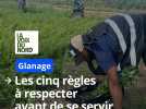 Glanage : les cinq règles à respecter avant de se servir dans les champas
