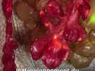 Foulées roses - 