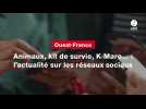 VIDEO. Animaux, kit de survie, K-Maro... : l'actualité sur les réseaux sociaux