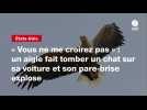 VIDEO. « Vous ne me croirez pas » : un aigle fait tomber un chat sur sa voiture et son pare-brise explose