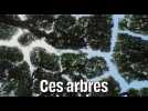 Les arbres peuvent aussi être... timides