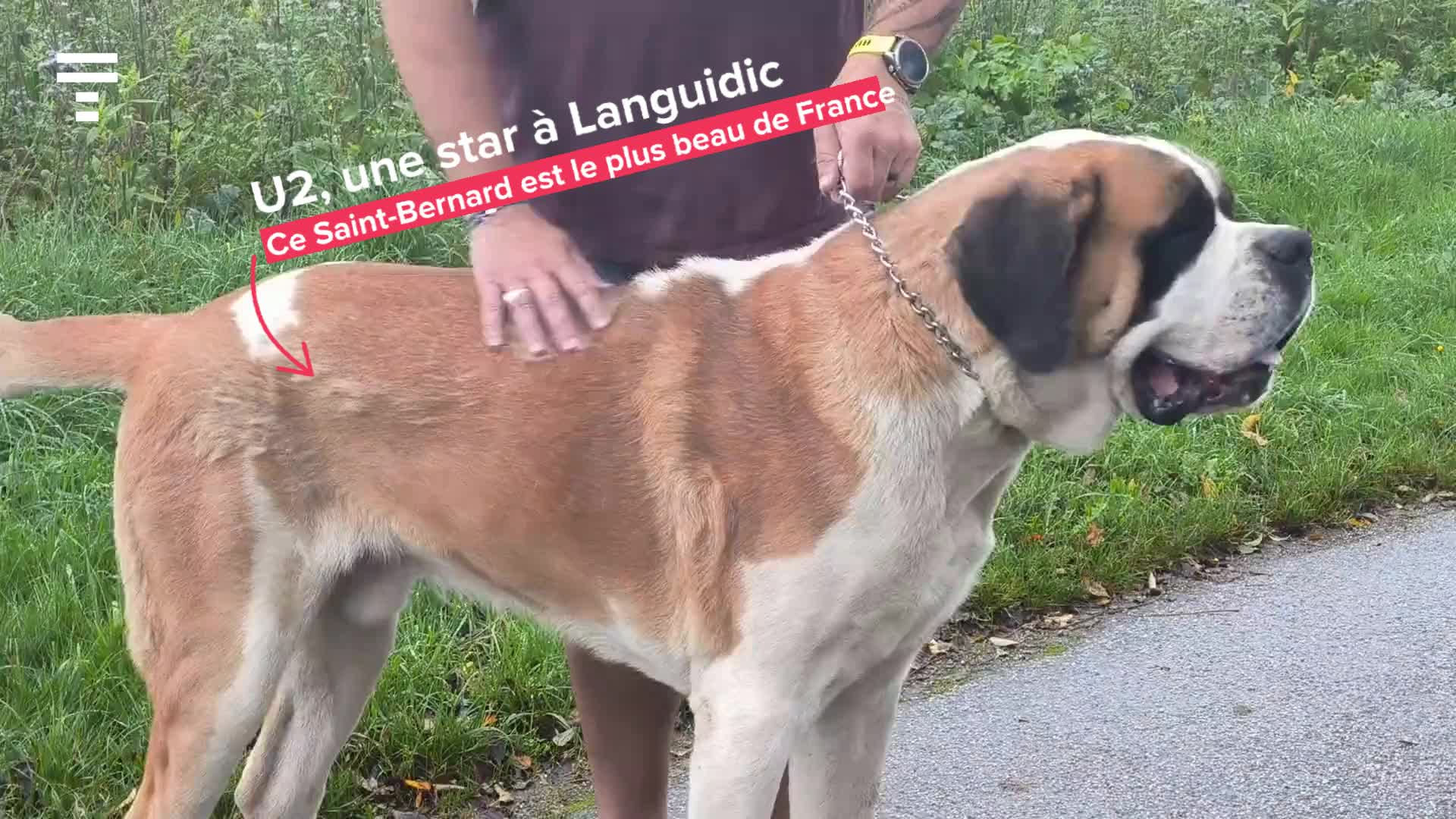 « Un chien cool ! » : à Languidic, U2 est le plus beau Saint-Bernard de France