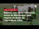 VIDÉO. Biguine, une vache brahmane venue de Martinique, sera l'égérie du Salon de l'agriculture 2026