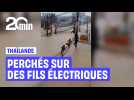 Thaïlande : Ils grimpent sur des fils électriques pour fuir les inondations