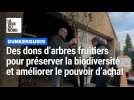 Dons d'arbres fruitiers dans le Dunkerquois : 380 essences ont trouvé preneur