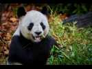 VIDÉO. La France dit adieu à son unique couple de pandas, qui repartent pour la Chine