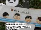 Derniers adieux au couple de pandas de Beauval