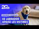 Util, le labrador qui apaise les victimes de violences sexuelles