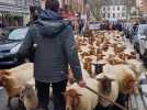 Transhumance à Évreux : un voyage pastoral